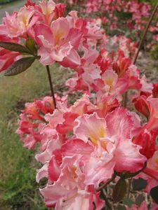 Blue Mountain Double Azalea